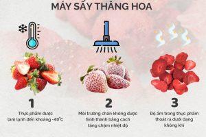 quy trinh trai cay say thang hoa